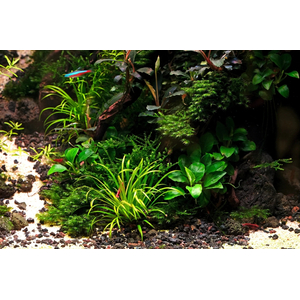 БЛИКСА ЯПОНСКАЯ - Blyxa japonica