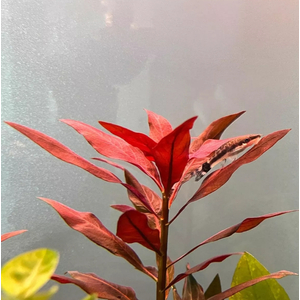 ЛЮДВИГИЯ ПЕРУАНСКАЯ (ДАЙМОНД) - Ludwigia peruensis diamond