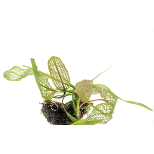 Апоногетон мадагаскарский (Aponogeton madagascariensis)