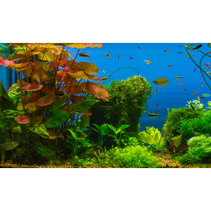 Нимфея красная (Nymphaea lotus «Red»)