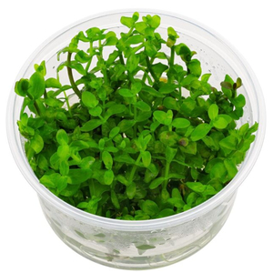 БАКОПА КАРОЛИНСКАЯ - Bacopa caroliniana