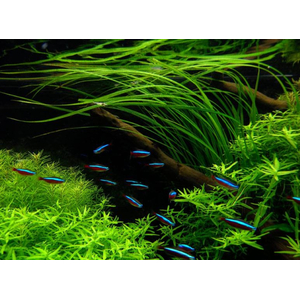 ЦИПЕРУС ХЕЛФЕРА - Cyperus helferi