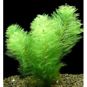 Перистолистник скабратум зеленый (Myriophyllum scabratum)