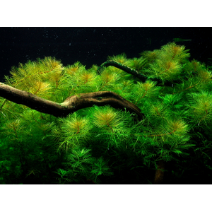 ПЕРИСТОЛИСТНИК КРАСНЫЙ  - Myriophyllum matogrossensis