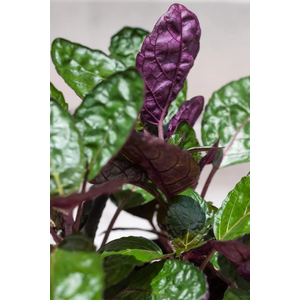 ХЕМИГРАФИС ШИРОКОЛИСТНЫЙ