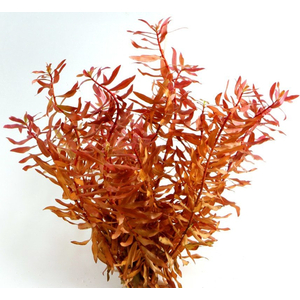 НИЗЕЯ КРАСНАЯ - Nesaea praetermissa