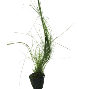 ЭЛЕОХАРИС ЖИВОРОДЯЩИЙ - Eleocharis vivipara