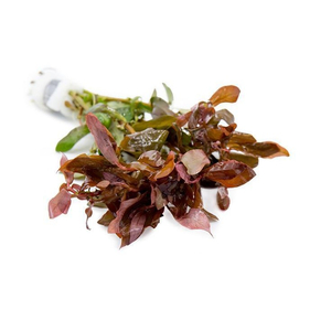 АММАНИЯ ИЗЯЩНАЯ - Ammania gracilis