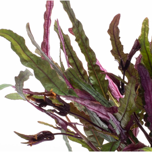 ХЕМИГРАФИС " ЯЗЫК ДРАКОНА "