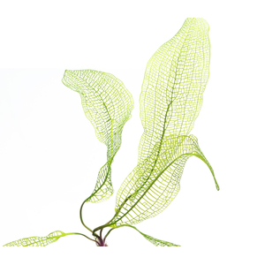 Апоногетон мадагаскарский (Aponogeton madagascariensis)