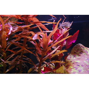 НИЗЕЯ КРАСНАЯ - Nesaea praetermissa