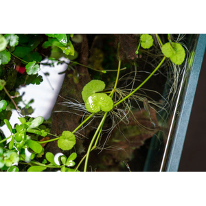 ГИДРОКОТИЛА БЕЛОГОЛОВАЯ - Hydrocotyle leucocephala