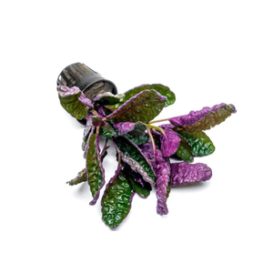 ХЕМИГРАФИС ЦВЕТНОЙ КОЛОРАТА - Hemigraphis colorata