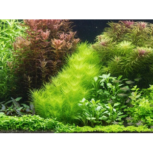 ПОГОСТЕМОН ЭРЕКТУС