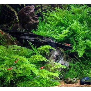 МОХ КРИСТМАС - Vesicularia montagnei