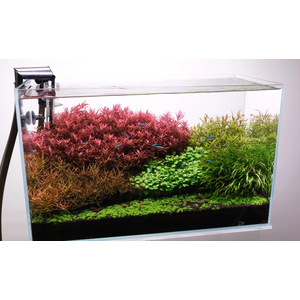 БЛИКСА ЯПОНСКАЯ - Blyxa japonica  БЛИКСА ЯПОНСКАЯ - Blyxa japonica