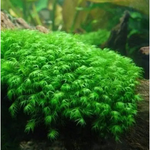 Мох Феникс (Fissidens fontanus)