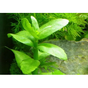 БАКОПА МАДАГАСКАРСКАЯ - Bacopa madagascariensis