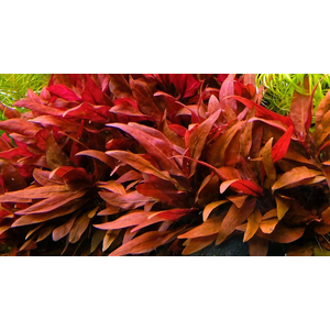 АЛЬТЕРНАНТЕРА РЕЙНЕКА - Alternanthera reineckii