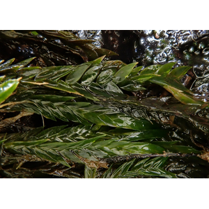 МОХ КЛЮЧЕВОЙ, ФОНТИНАЛИС - Fontinalis antipyretica