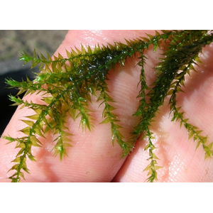 МОХ СТРИНГ - Leptodictyum riparium Stringy