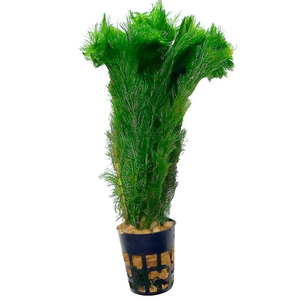 Перистолистник скабратум зеленый (Myriophyllum scabratum)