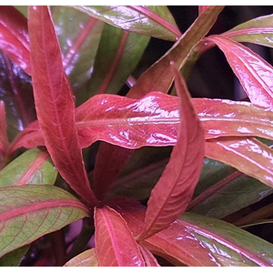 ЛИМОННИК ИВОЛИСТНЫЙ КРАСНЫЙ - Hygrophila salicifolia