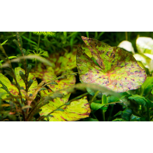 Нимфея микранта - Nymphaea micrantha