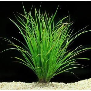 ЦИПЕРУС ХЕЛФЕРА - Cyperus helferi