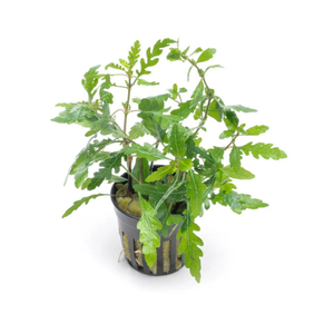 Гигрофила пиннатифида (Hygrophila pinnatifida)