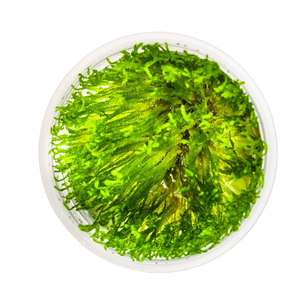 МОХ ТАЙВАНЬ - Taxiphyllum alternans