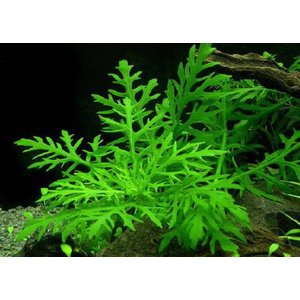 Гигрофила синема (Hygrophila difformis)