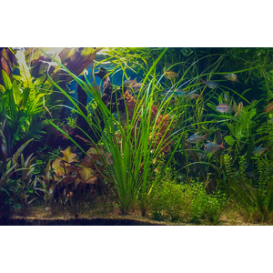 ЦИПЕРУС ХЕЛФЕРА - Cyperus helferi