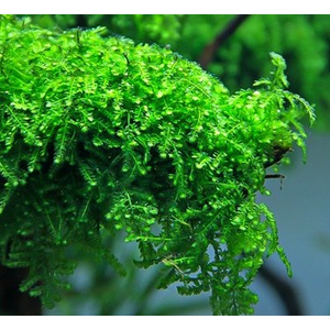 МОХ ВИПИНГ, плакучий - Vesicularia ferriei, Weeping Moss