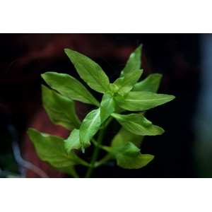Людвигия зеленая (Ludwigia palustris «Green»)
