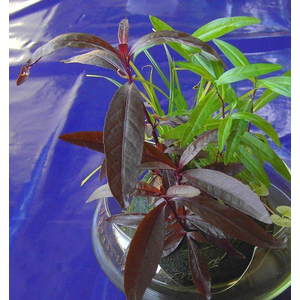 АЛЬТЕРНАНТЕРА СЕССИЛИС - Alternanthera sessilis