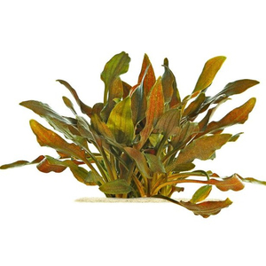КРИПТОКОРИНА УОКЕРА - Cryptocoryne walkeri