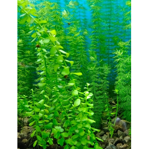 БАКОПА КАРОЛИНСКАЯ - Bacopa caroliniana