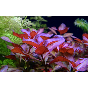 ЛЮДВИГИЯ ПЕРУАНСКАЯ (ДАЙМОНД) - Ludwigia peruensis diamond