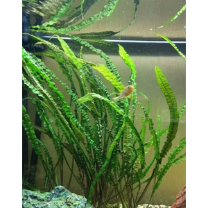 КРИПТОКОРИНА АПОНОГЕТОН 70 см - Cryptocoryne aponogetifolia