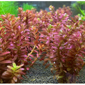 РОТАЛА МАКРАНДРА розовая мини - Rotala macrandra mini pink