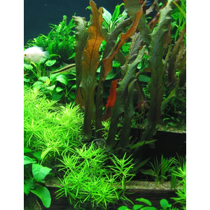 БАРКЛАЙЯ (КЛУБЕНЬ) ДЛИННОЛИСТНАЯ КРАСНАЯ - Barclaya longifolia 'Red' bulb