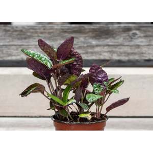 ХЕМИГРАФИС ШИРОКОЛИСТНЫЙ