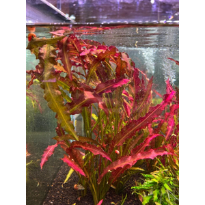 АПОНОГЕТОН КУРЧАВЫЙ - Aponogeton crispus