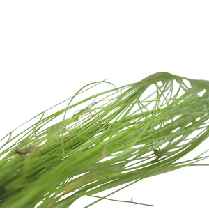 ЭЛЕОХАРИС ЖИВОРОДЯЩИЙ - Eleocharis vivipara