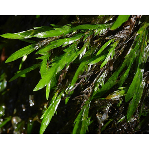 МОХ КЛЮЧЕВОЙ, ФОНТИНАЛИС - Fontinalis antipyretica