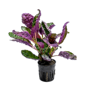 ХЕМИГРАФИС ЦВЕТНОЙ КОЛОРАТА - Hemigraphis colorata