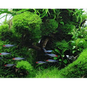 МОХ КРИСТМАС - Vesicularia montagnei