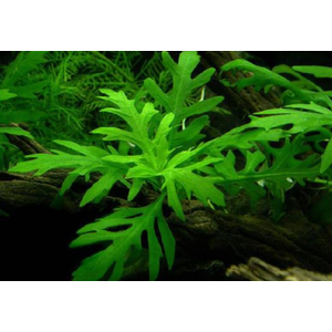 Гигрофила синема (Hygrophila difformis)