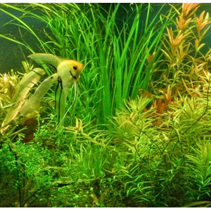 ЦИПЕРУС ХЕЛФЕРА - Cyperus helferi